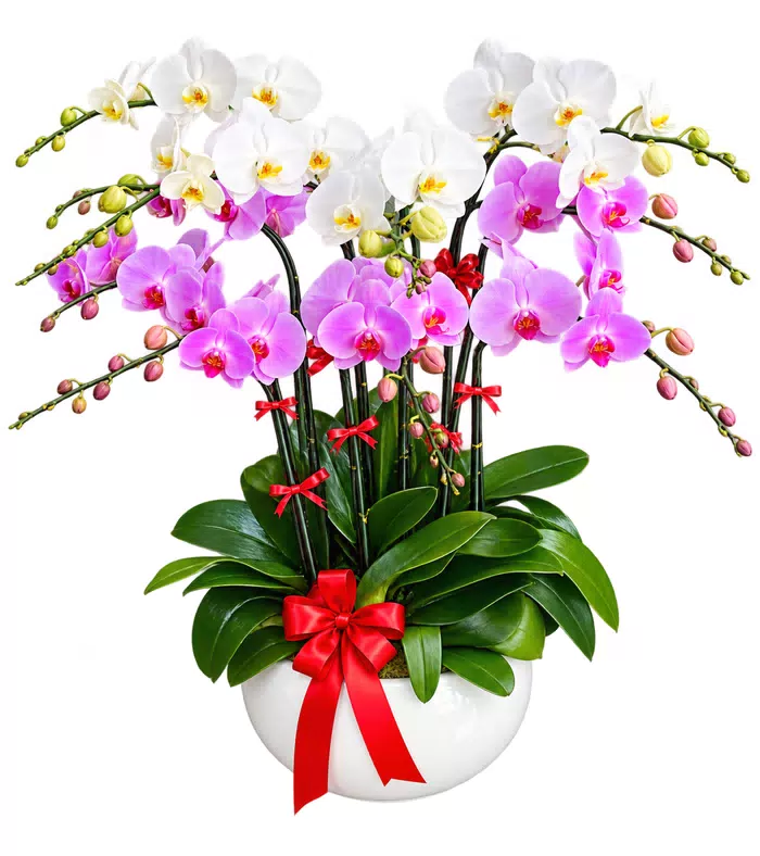 Thanh Vân – chậu hồ điệp trắng hồng tím