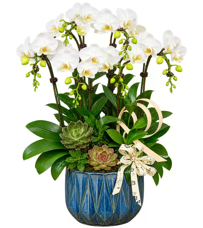 Thanh Nhã – chậu hồ điệp trắng · 1530