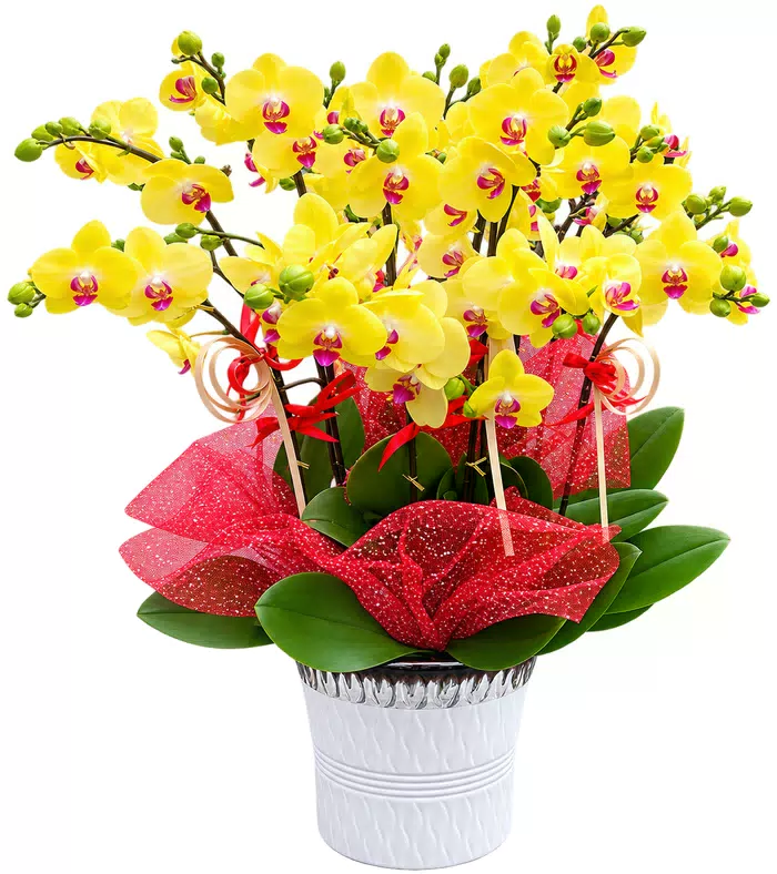 Bình Minh – chậu hồ điệp vàng