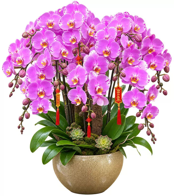 Thanh Vân – chậu hồ điệp tím hồng