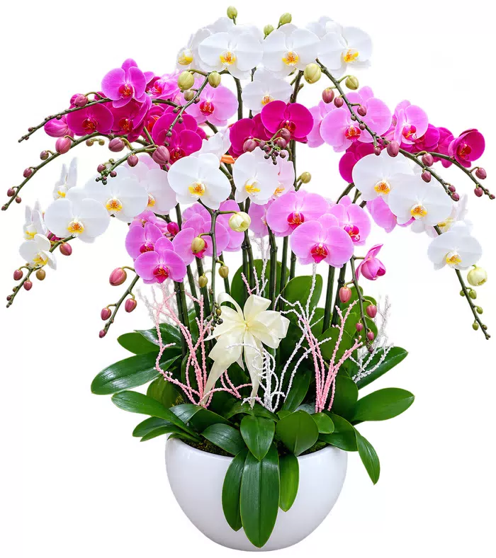 An Lộc – chậu hồ điệp trắng hồng tím
