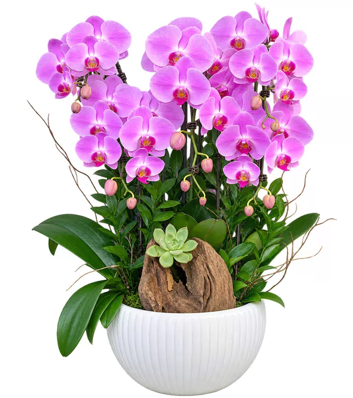 Nhã Hương – chậu hồ điệp tím hồng