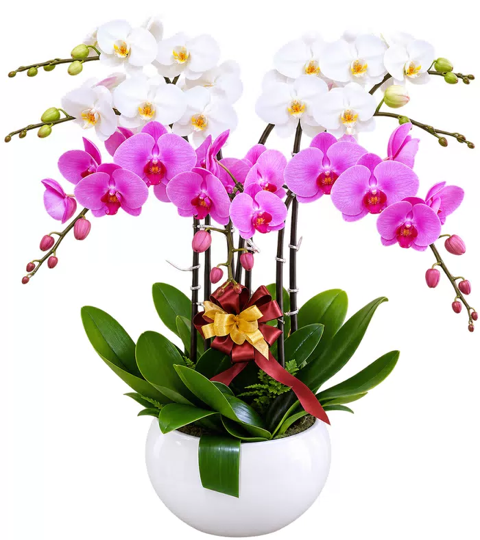 Vân Ngọc – chậu hồ điệp trắng tím