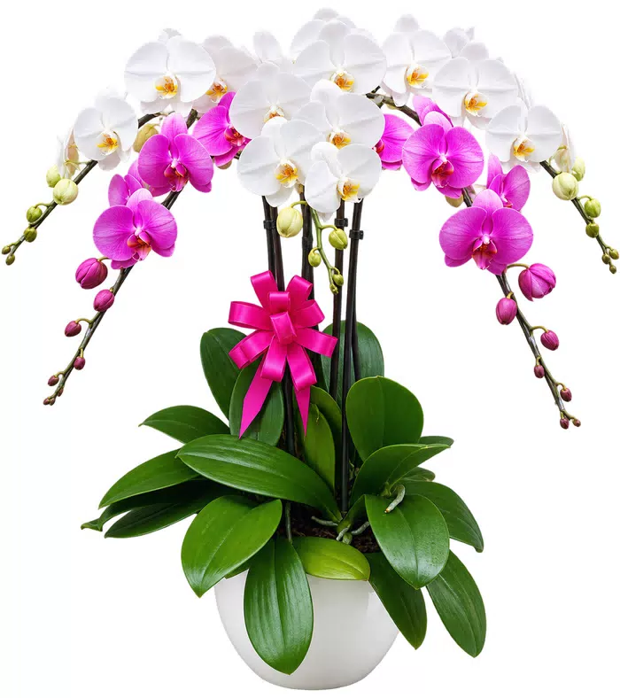 Nhã Hương – chậu hồ điệp trắng tím
