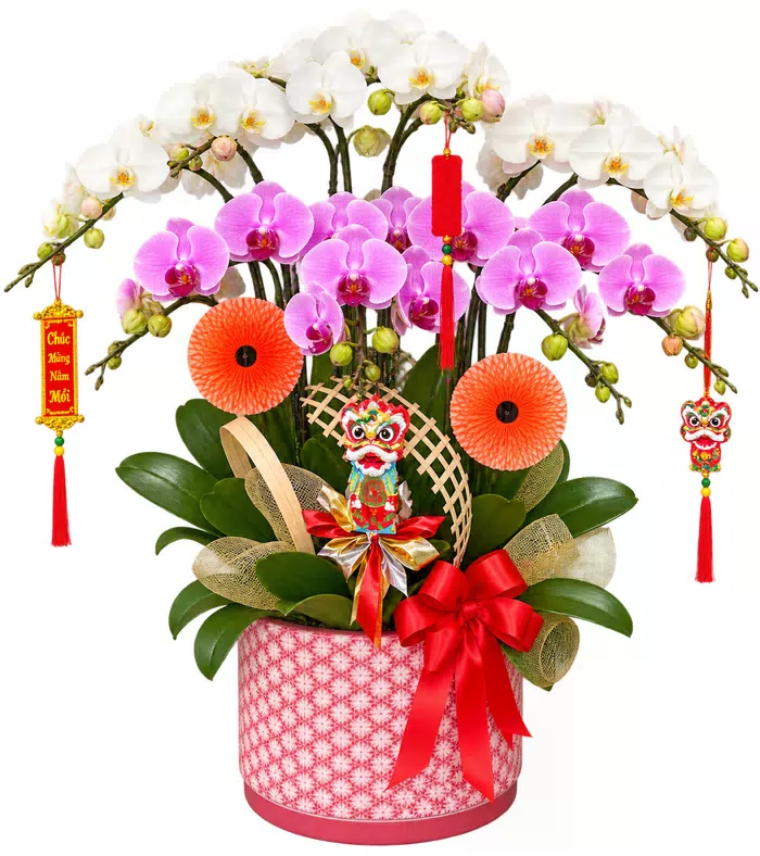 Ngọc An – chậu hồ điệp trắng hồng
