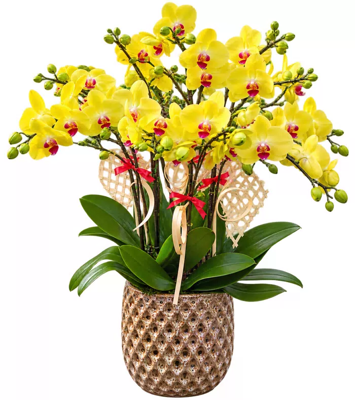 Nhã Hương – chậu hồ điệp vàng