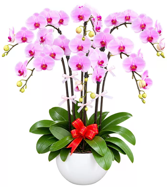 Gửi Phúc An – chậu hồ điệp hồng trắng