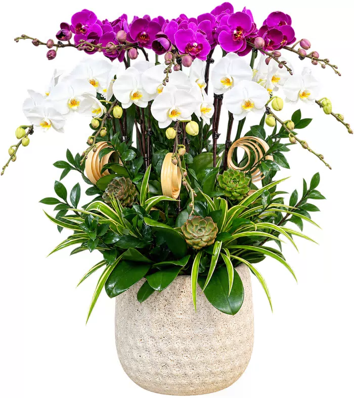Hương An – chậu hồ điệp trắng tím