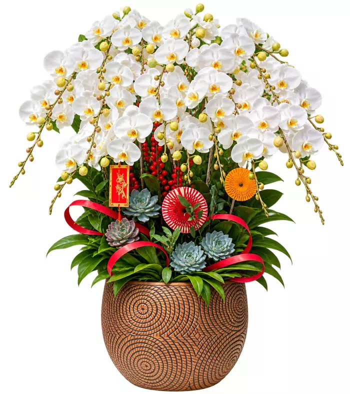 Thanh Vân – chậu hồ điệp trắng