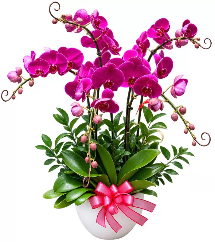 Nhã Ý – chậu hồ điệp tím đậm