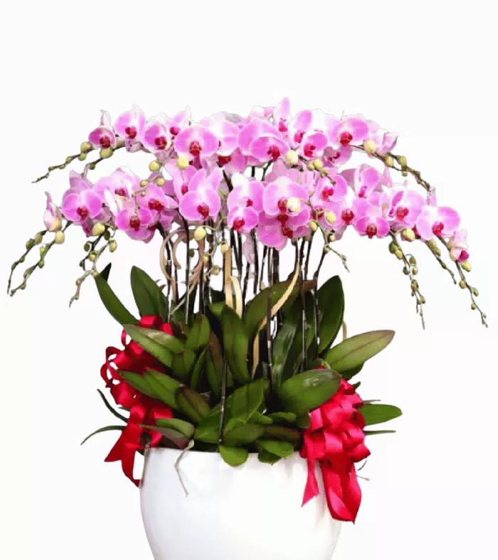 Vân Ngọc – chậu hồ điệp trắng pha hồng