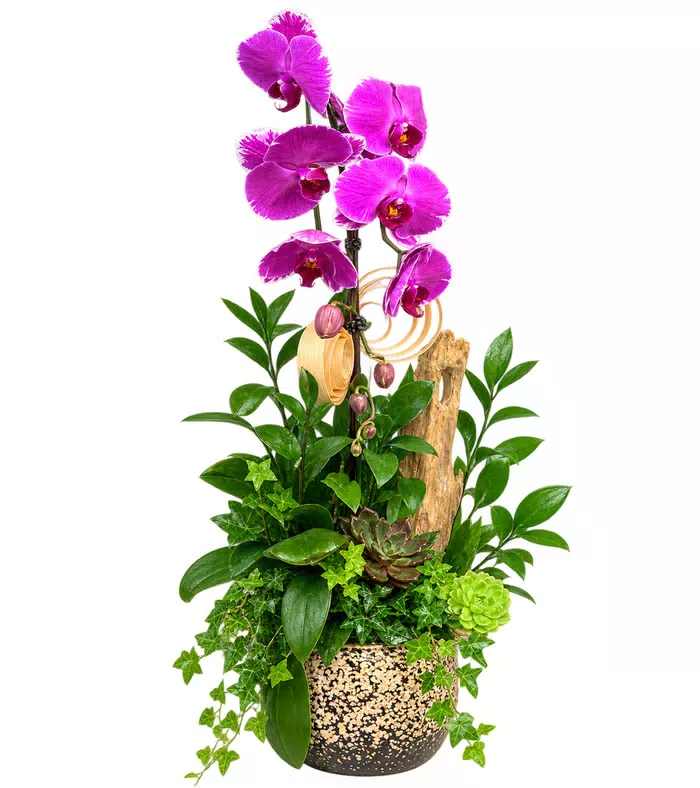 Phúc Hòa – chậu hồ điệp tím đậm