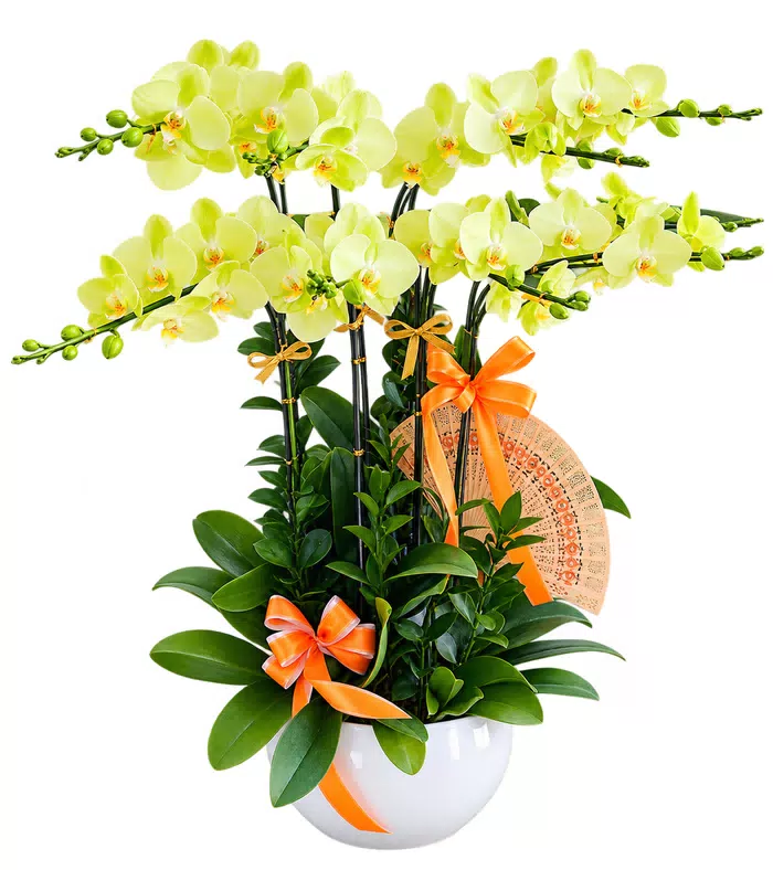 Lộc An – chậu hồ điệp vàng nhạt