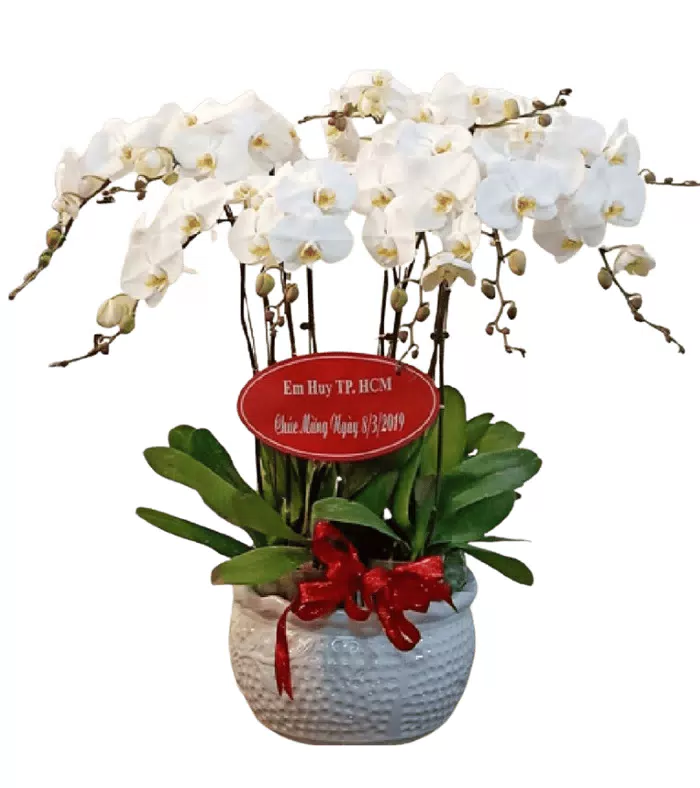 Chúc An Khang – chậu hồ điệp trắng · 0396