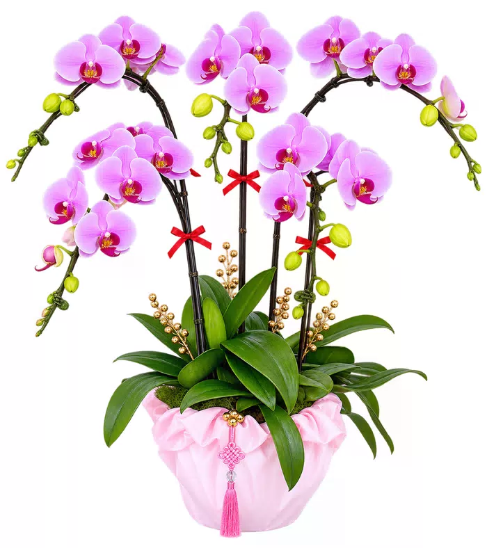 Thanh Quý – chậu hồ điệp tím hồng