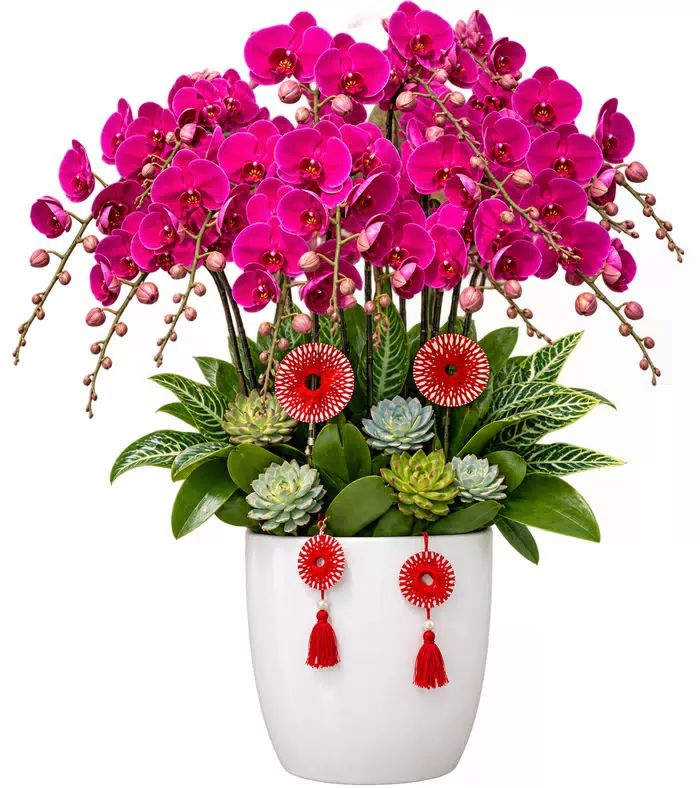 An Lộc – chậu hồ điệp tím đậm
