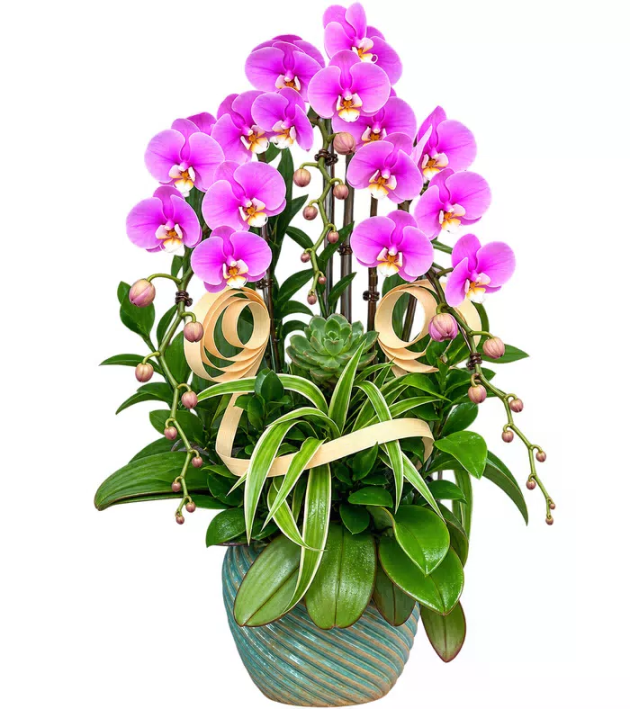 An Khánh – chậu hồ điệp tím hồng · 1606