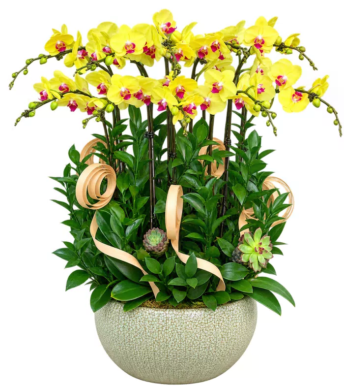 Ngọc An – chậu hồ điệp vàng