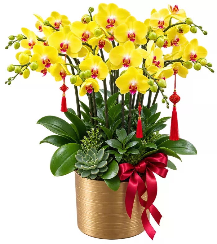 Tịnh An – chậu hồ điệp vàng