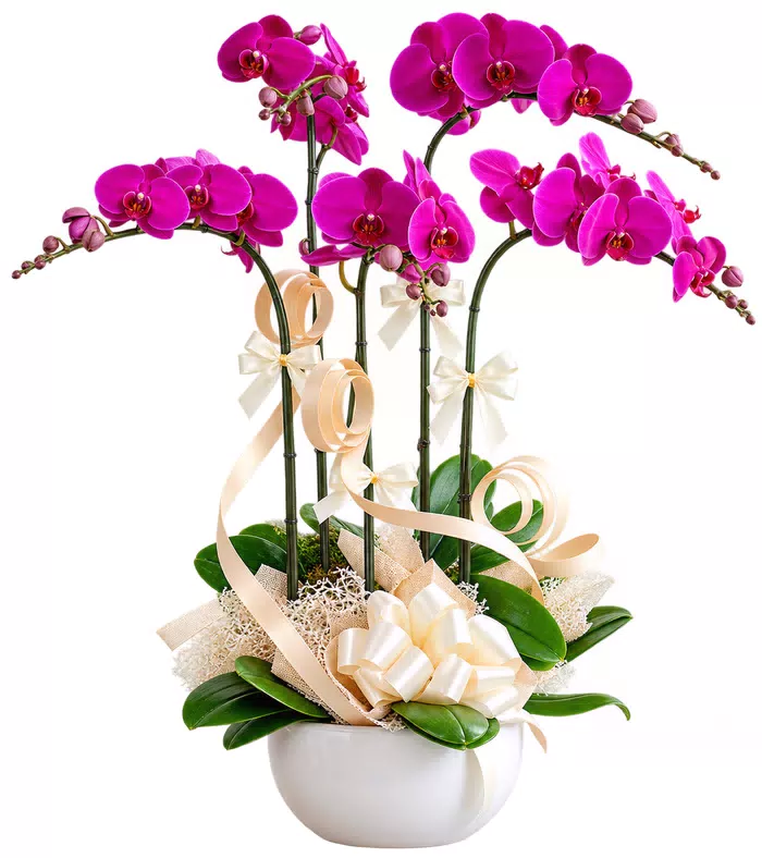 Nhã An – chậu hồ điệp tím đậm · 1587