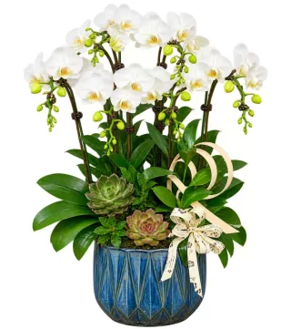 Thanh Nhã – chậu hồ điệp trắng · 1530