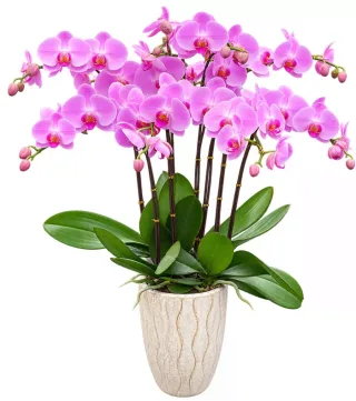 Thanh Nhã – chậu hồ điệp tím hồng