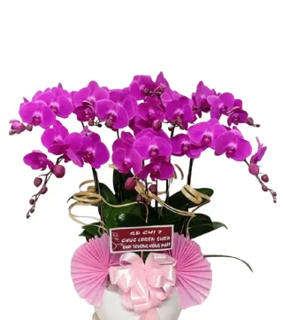 An Khánh – chậu hồ điệp tím hồng · 0402