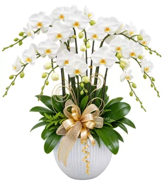 An Lộc – chậu hồ điệp trắng