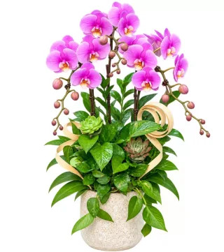 An Khánh – chậu hồ điệp tím hồng · 1531