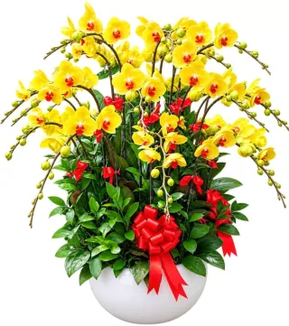 Nhã An – chậu hồ điệp vàng