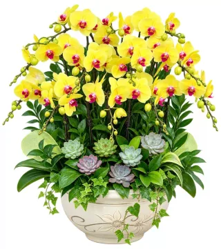 Hương An – chậu hồ điệp vàng
