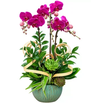 Lộc An – chậu hồ điệp tím đậm · 1529