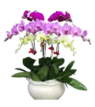 An Hòa – chậu hồ điệp