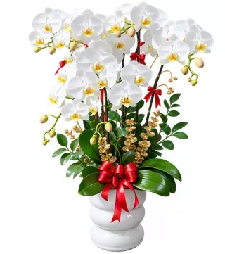 Dáng Ngọc – chậu hồ điệp trắng · 1515