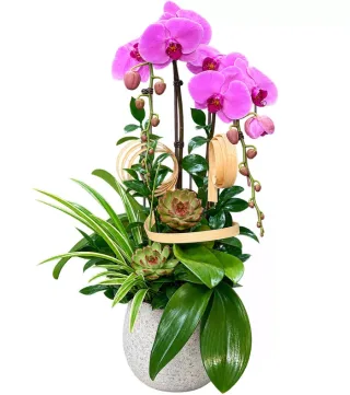 Xuân Nhã – chậu hồ điệp tím hồng · 1536