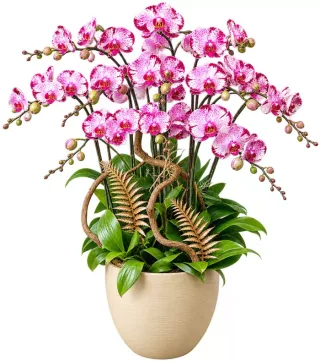 An Khánh – chậu hồ điệp hồng trắng
