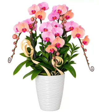 Đón Xuân – chậu hồ điệp hồng cam