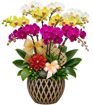 Nhã Hương – chậu hồ điệp trắng vàng tím