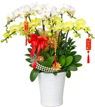 Góc Thanh Yên – chậu hồ điệp trắng vàng
