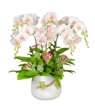 Nhã An – chậu hồ điệp trắng phớt hồng