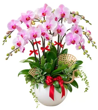 An Hòa – chậu hồ điệp hồng trắng