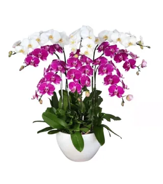 Dáng Xuân – chậu hồ điệp trắng cùng tím đỏ