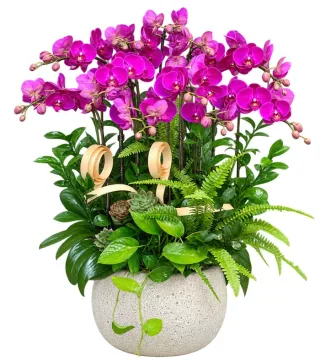 Vân Ngọc – chậu hồ điệp tím hồng · 1603