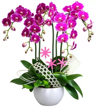 Tịnh An – chậu hồ điệp tím viền trắng