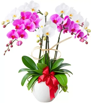 Sắc Xuân – chậu hồ điệp trắng tím