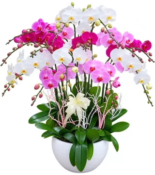 An Lộc – chậu hồ điệp trắng hồng tím
