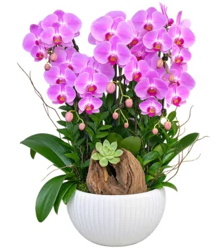Nhã Hương – chậu hồ điệp tím hồng