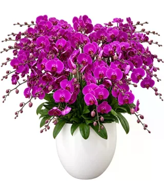 Hương An – chậu hồ điệp tím đậm · 1516