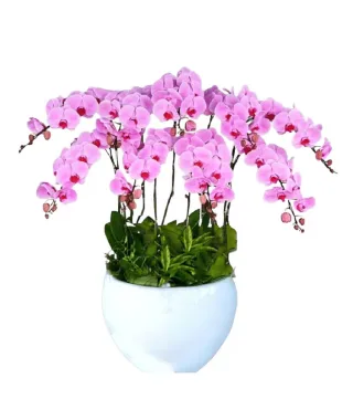 Thanh Vân – chậu hồ điệp hồng phấn