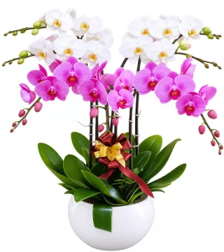 Vân Ngọc – chậu hồ điệp trắng tím